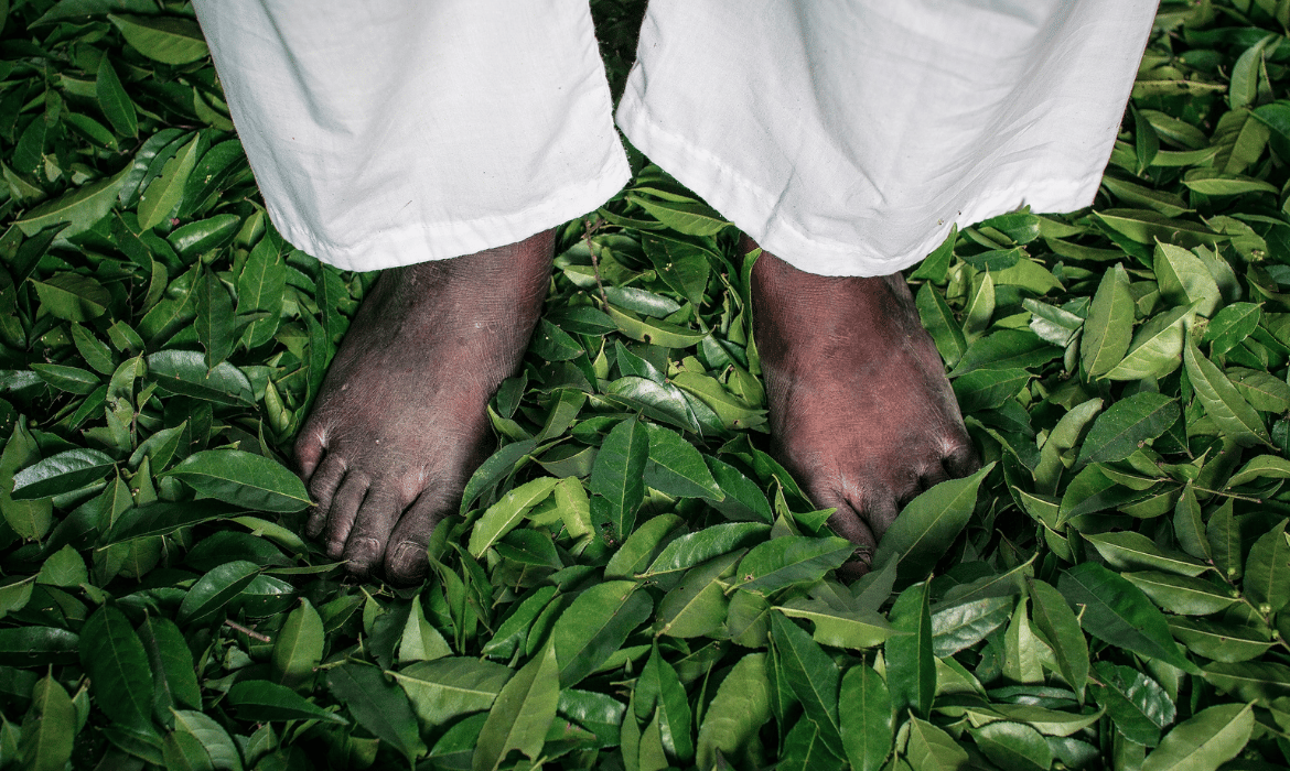 Planta mãe-de-milhares, usada no candomblé, é alvo de pesquisa científica contra o câncer